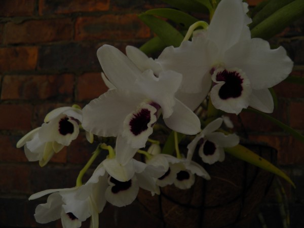 Dendrobium SC White 12