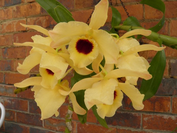 Dendrobium SC Yellow 13