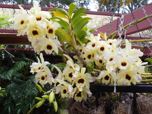 Dendrobium softcane cream 62